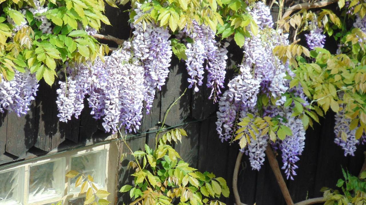 Le Gite Du Moulin Κολμάρ Εξωτερικό φωτογραφία